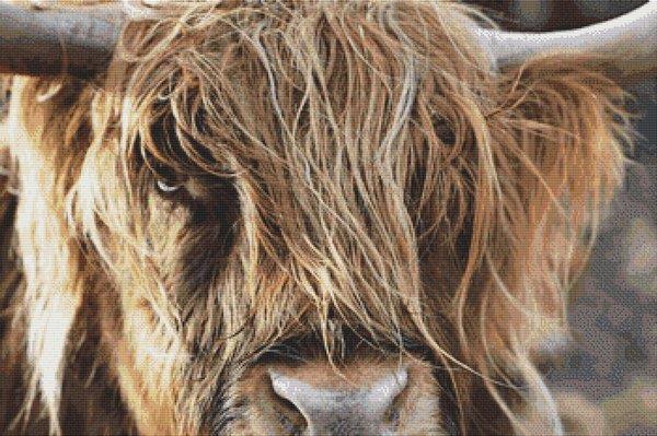 (image for) Scottish Highland Cow